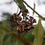 Acacia auriculiformis Owoc