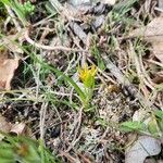 Gagea bohemica Fula