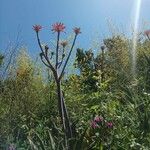 Erythrina flabelliformis Květ