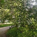 Cotoneaster multiflorus Vekstform