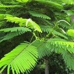 Delonix regia Leaf