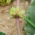 Rumex spinosus Fruct