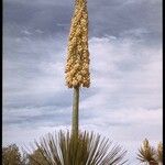 Hesperoyucca whipplei ᱛᱟᱦᱮᱸ