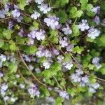 Cymbalaria aequitriloba Flower