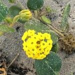 Abronia latifolia ᱛᱟᱦᱮᱸ