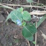 Commelina benghalensisFlor