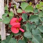 Kennedia prostrata Cvet