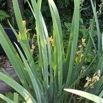 Iris pseudacorus 葉