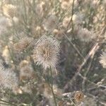 Bebbia juncea Ffrwyth
