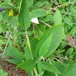 Buddleja davidii Leaf