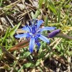 Scilla bifolia Flower