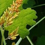 Macleaya cordata പുഷ്പം