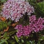 Mutellina adonidifolia 花