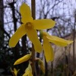 Forsythia × intermediaFlower