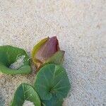 Calystegia soldanella Arall