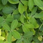 Arachis glabrata Листок