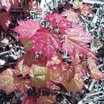 Acer cappadocicum পাতা