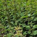 Urtica dioica Habit