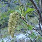 Alnus alnobetula Owoc