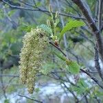 Alnus alnobetula 果實