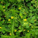 Medicago lupulina Habitus