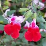 Salvia × jamensis