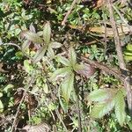 Rubus trivialis Leaf