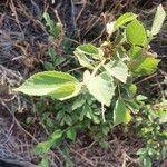 Grewia bicolor Leaf