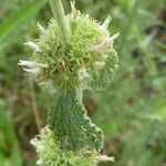 Marrubium vulgare Fruit