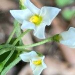 Solanum nigrumKvet