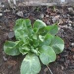 Lactuca sativa Leaf