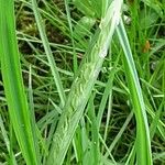 Geropogon hybridus Çiçek