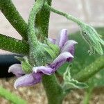 Solanum melongena Blomst