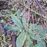 Hieracium albiflorum Blatt