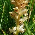 Orobanche caryophyllacea Floare
