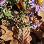 Symphyotrichum novi-belgii Blad