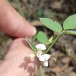 Desmodium scorpiurus Flor