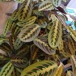 Maranta leuconeura Tervik taim