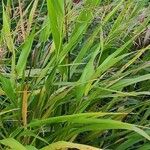 Hakonechloa macra Frunză