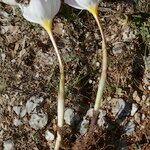 Crocus cancellatus অভ্যাস