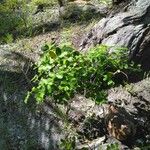 Euphorbia fosbergi Hábito