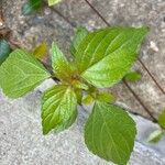 Acalypha virginica Blatt