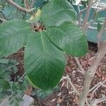 Ficus tequendamae Leaf