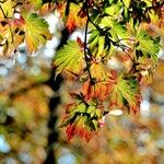 Acer japonicum Ліст