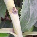 Helleborus argutifolius Bark