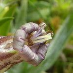 Silene ciliata Flor