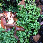 Chrysosplenium americanum عادت