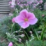 Anemone x hybrida 花