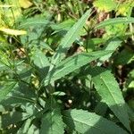 Senecio ovatus Leaf