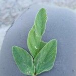 Desmodium tortuosum Yaprak